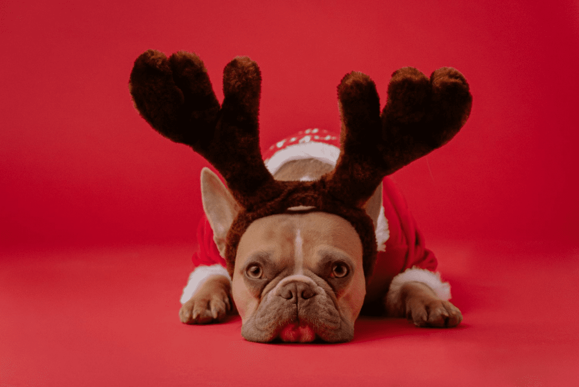 Dog with reindeer ears