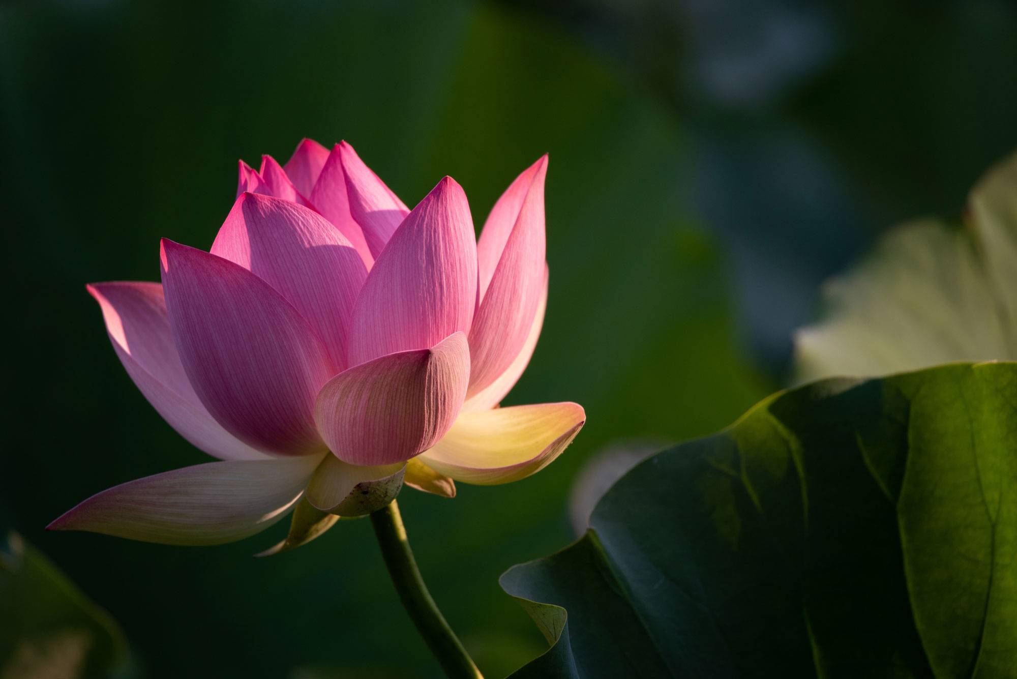 lotus flower